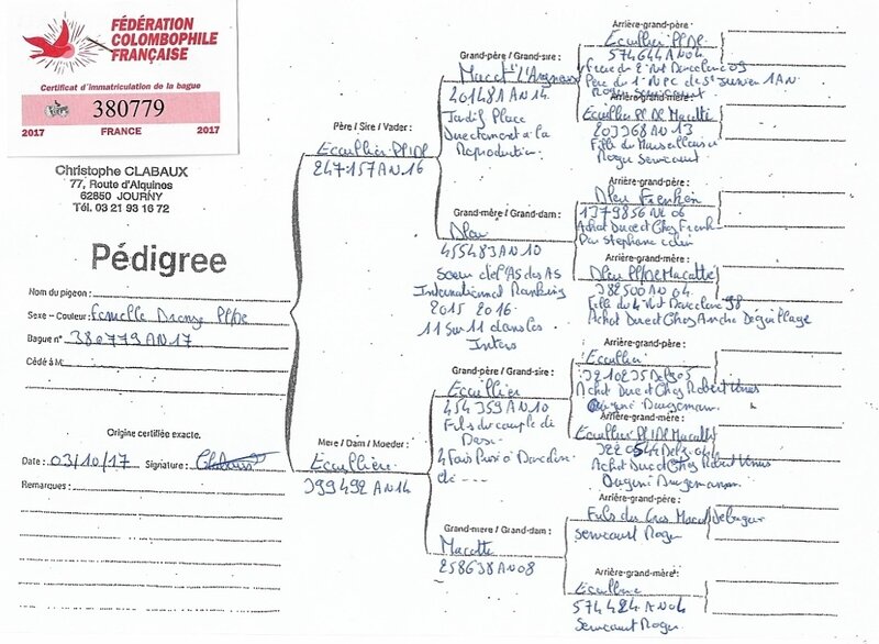 Pedigree pigeon C