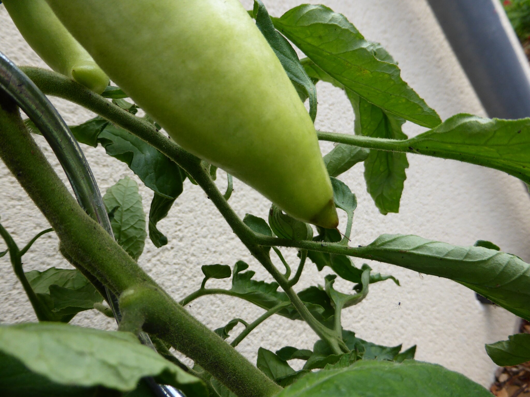 4 aout je fais de la chirurgie sur tomates amochées ...
