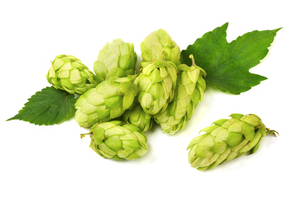 0kto0syS-houblon-coprid-fotolia-com-s-
