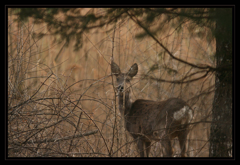 chevreuil du parc (aprivoisée) - Regardeavecmes yeux chevreuil du parc (aprivoisée) - Regardeavecmes yeux