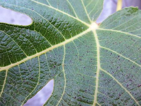 blog fig