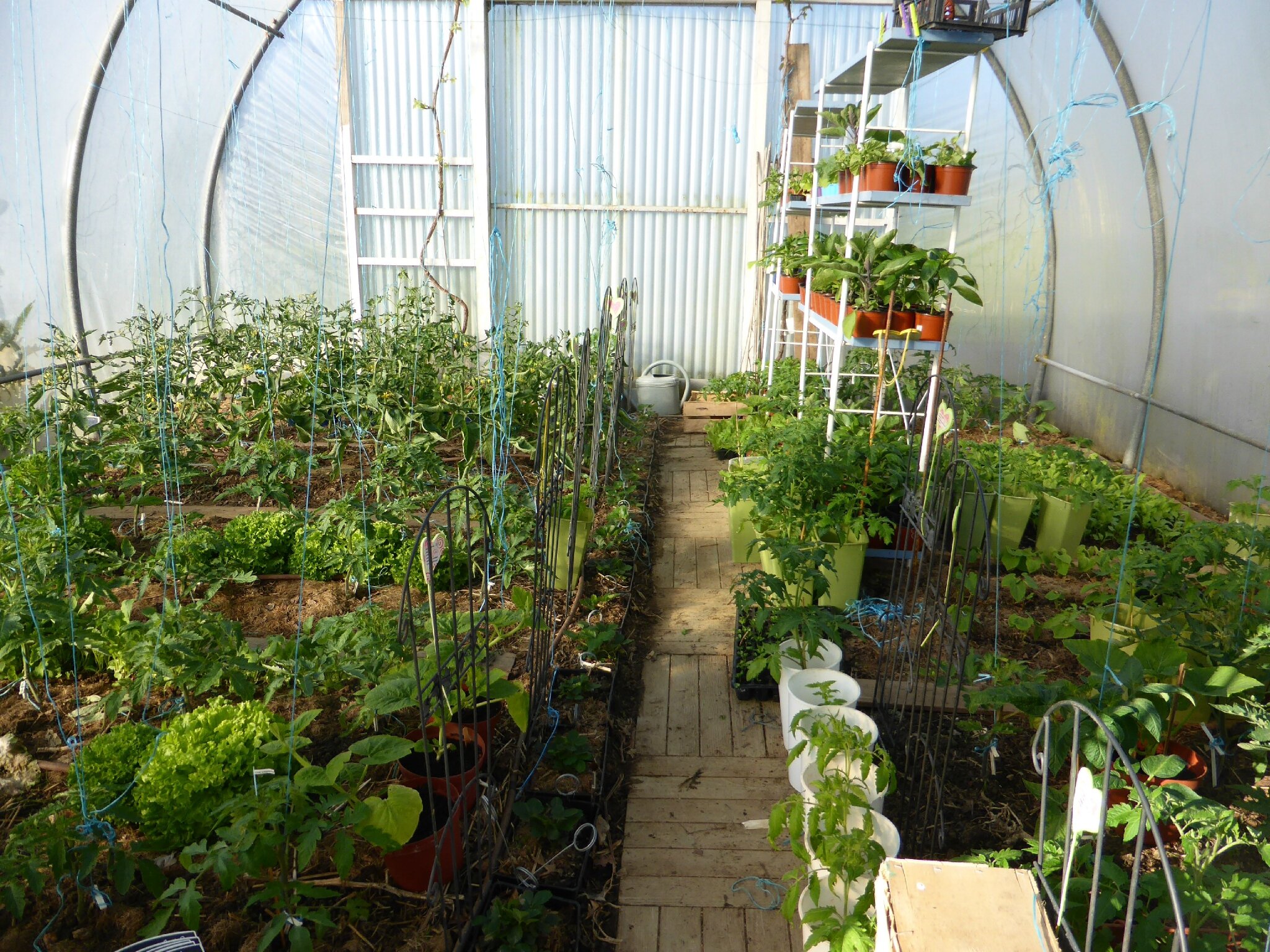 6 mai des oignons du potager...sans rupture...toute l'année ...