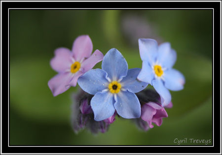 2010_05_18_Fleurs_de_myosotis__3_