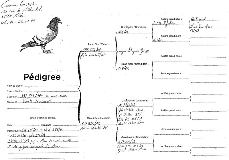 Pedigree C
