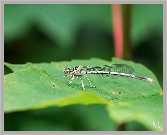 demoiselle