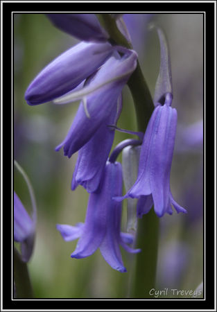2010_05_18_Jacinthe_des_bois