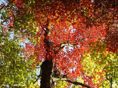 1-automne3