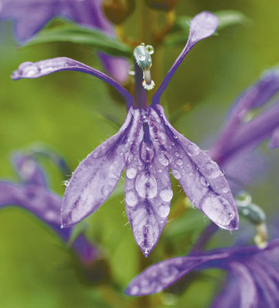 lobelia_sessilifolia