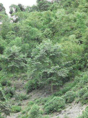 IMG_8198-arbre-abenjoin