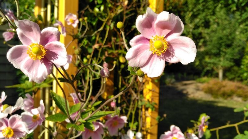 16 09 22 Anemones 17h20
