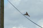 L'oiseau sur un fil