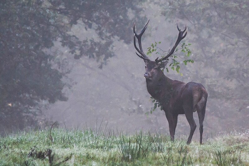 foret de mormal rencontre