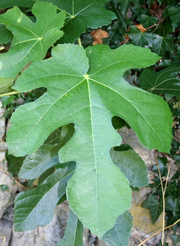 Comment S Appelle Le Fruit Du Hetre Feuille ? - Au jour le jour