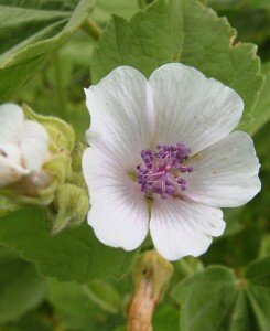 guimauve-officinale