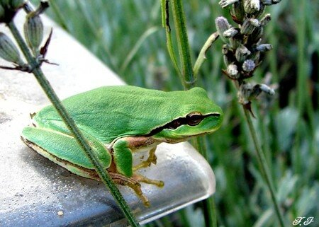 Photo_730