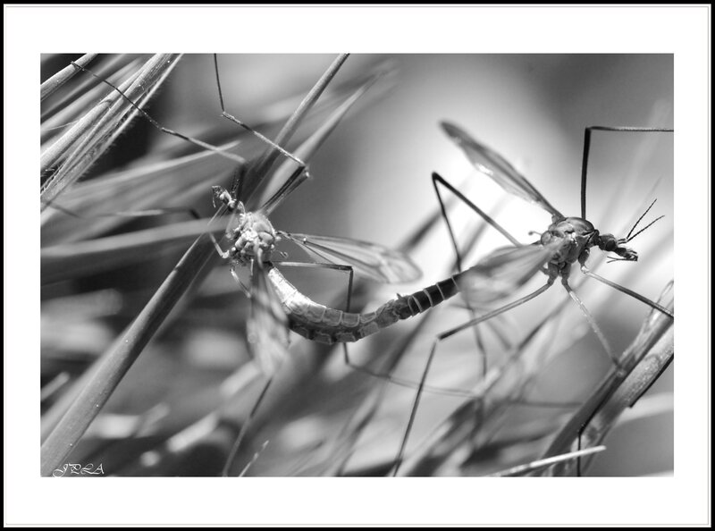 14 04 19 14 04 15 105macro 10002 b