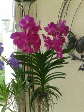 vanda 1