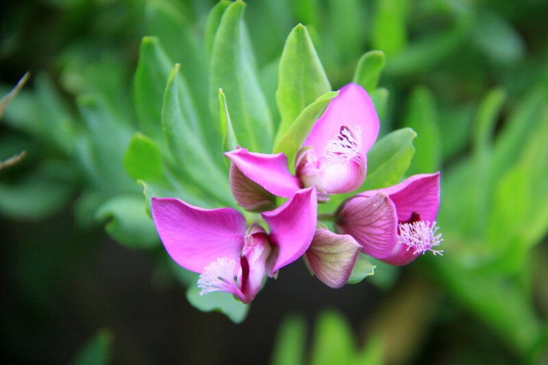 Instants fleuris du jour (18)