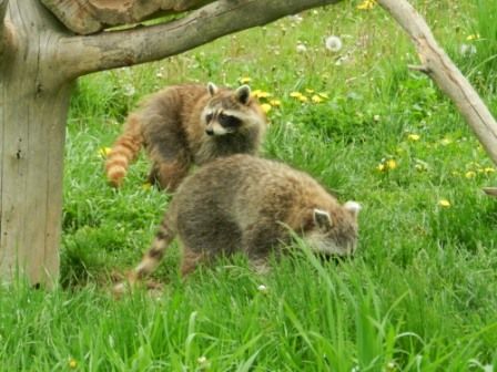 animaux rencontre quebec