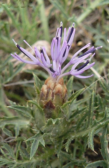 faire une belle rencontre synonyme