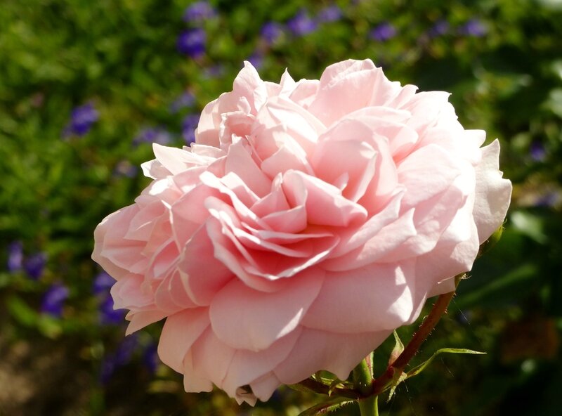 garden of roses (6)