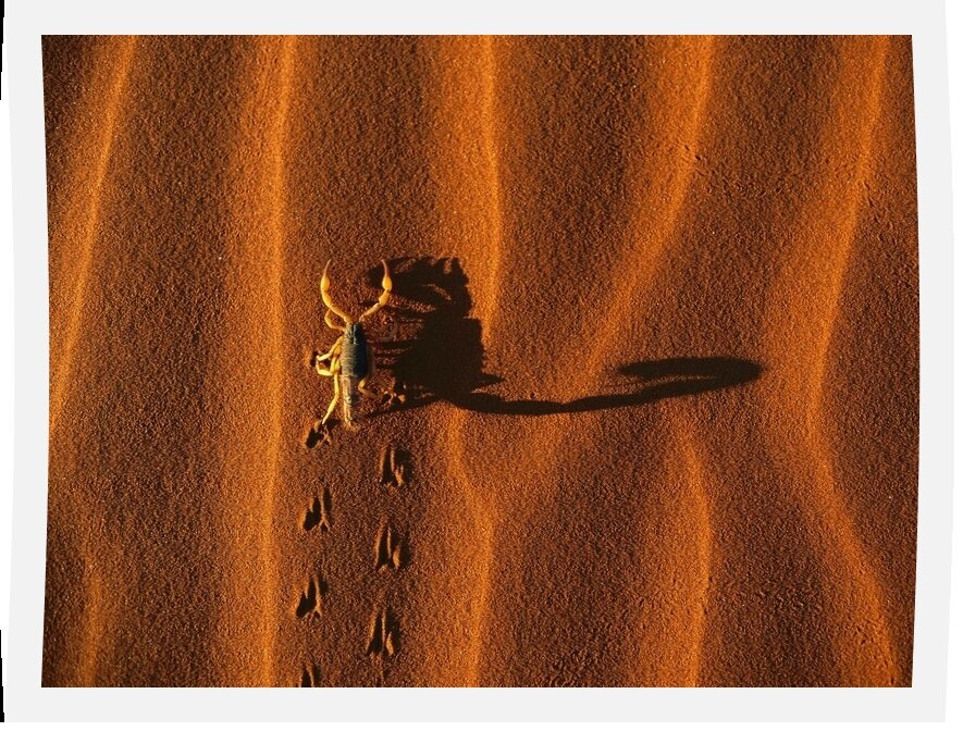 Shadow-Casting Scorpion, Namib-Naukluft National Park, Namibia