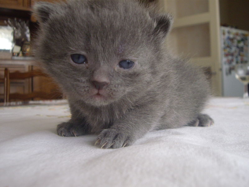 Récompense: BB cherche son chat People lematin.ch