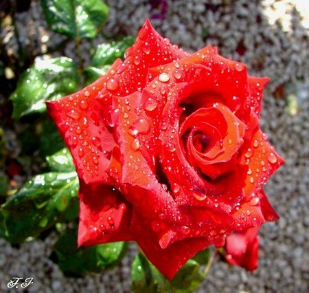 Photo_737