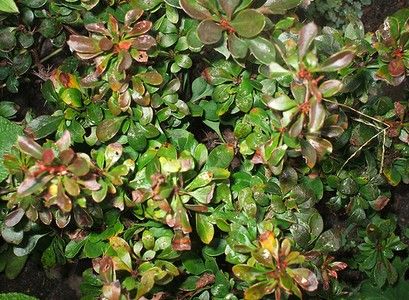 BERBERIS_ba