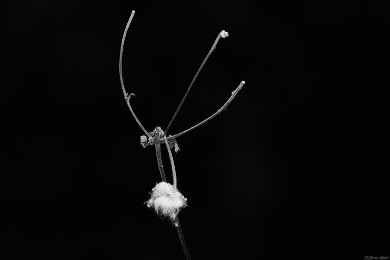 printemps-33b
