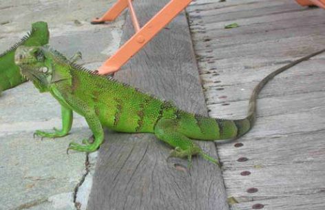 rencontre ami guadeloupe