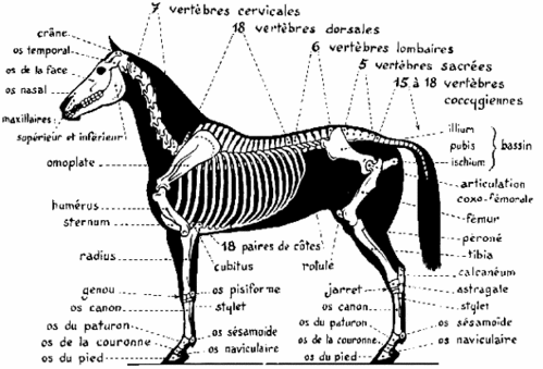 comment devenir osteopathe pour chevaux