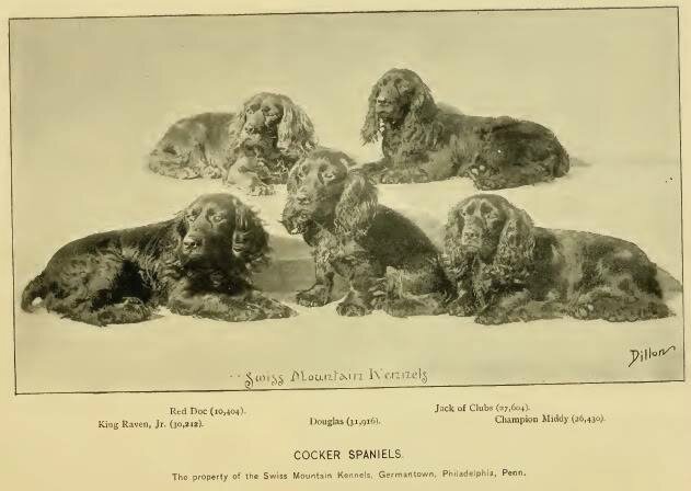 Le Cocker Spaniel Anglais - La Belgique a du chien... Le Cocker Spaniel Anglais - La Belgique a du chien...