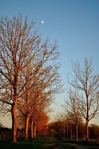 DSC_0785