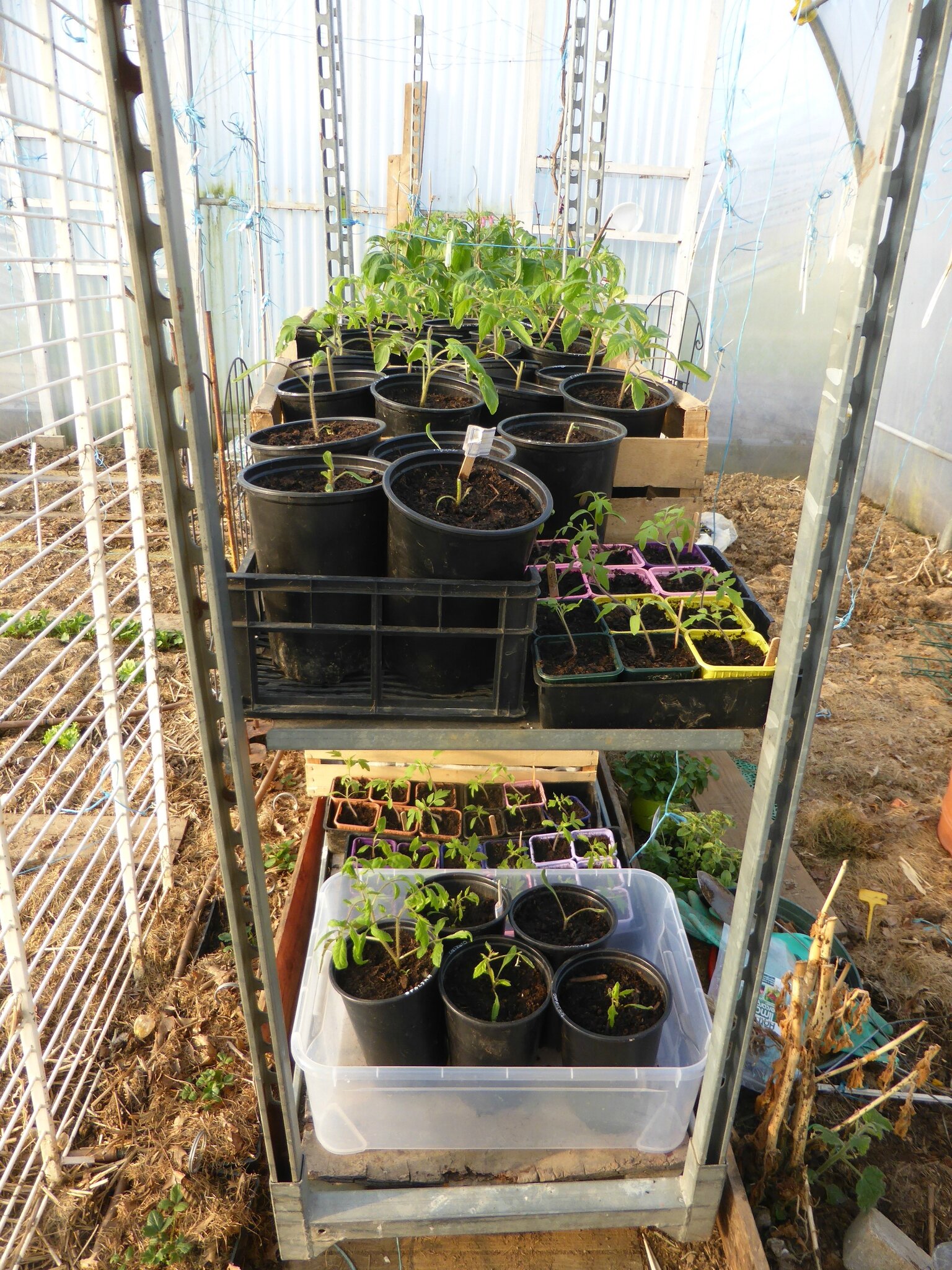 15 mars dormir dans la serre ça serait risqué.... passion potager