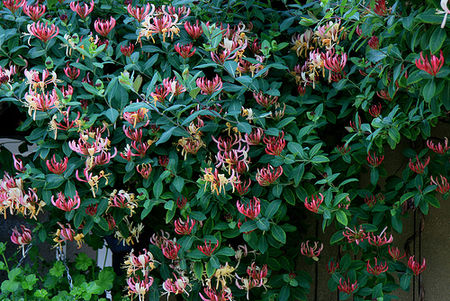lonicera_5