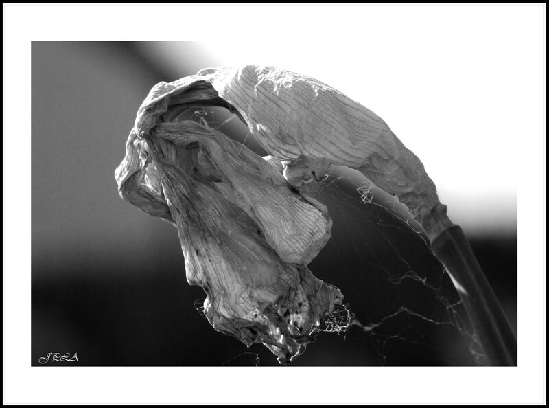14 04 23 14 04 15 105macro 9943 b