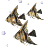 poissons gif croisic