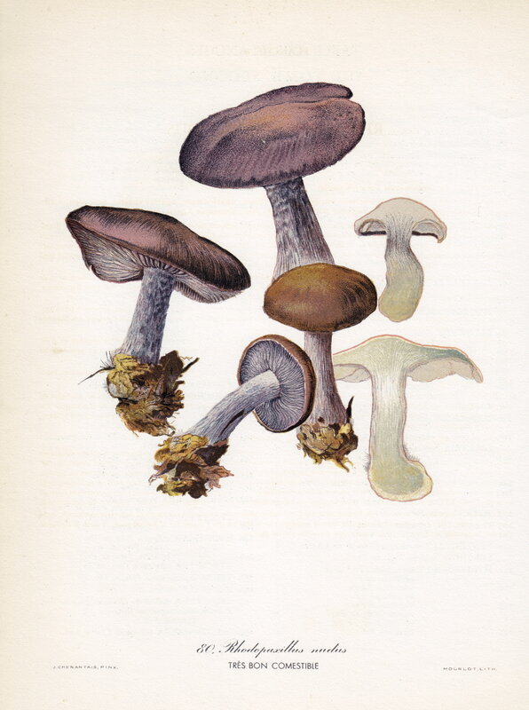 Chenantais_Rhodopaxillus nudus