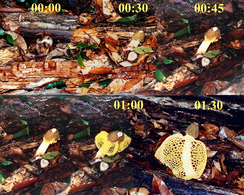 Dictyophora_indusiata_f_lutea__Yano_1988_10__mont_time_