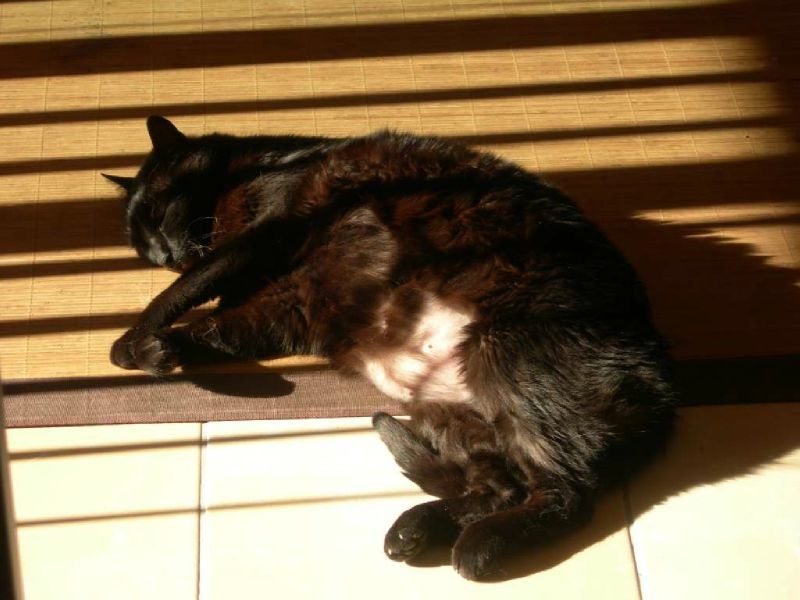 Parce que chat dort, chat mange, chat perd ses poils Parce que chat dort, chat mange, chat perd ses poils