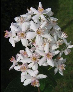 DEUTZIA3