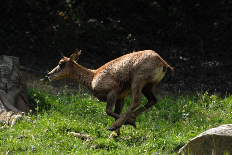 isard2
