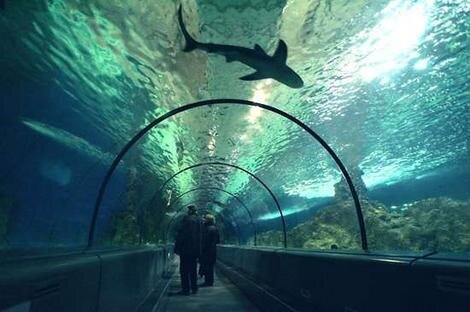 rencontre avec les requin marineland