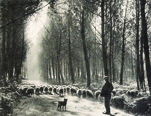 Photo_le_depart_du_berger-3a1f3