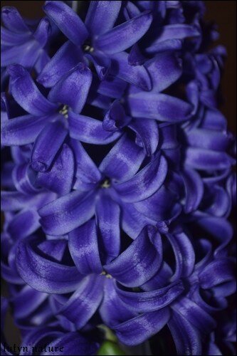 jacinthe