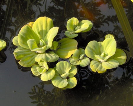 Pistia_stratiotes