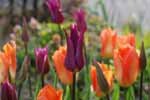 Tulipa ' Purple Dream' et Tulipa 'Orange emperor'