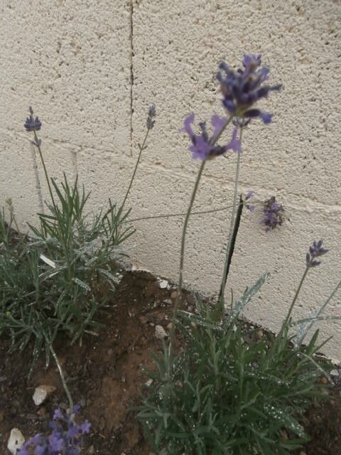 P5030038