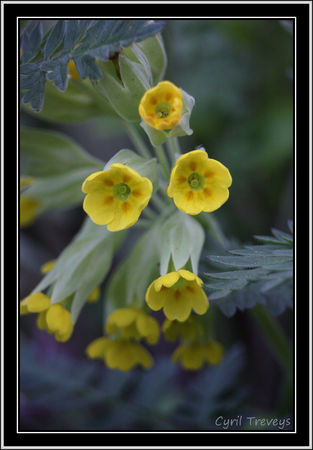 2010_05_18_Fleur_de_coucou__primev_re_sauvage___2_